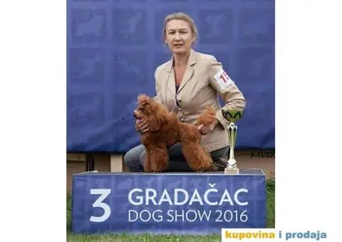 Crvena Patuljasta Pudla - 6/7