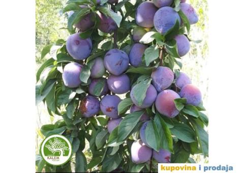 AKCIJSKE CENE! Sadnice Šljive / STARE SORTE