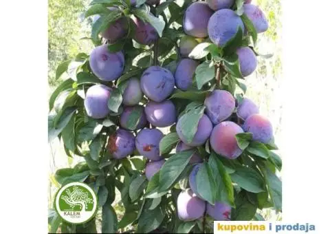 AKCIJSKE CENE! Sadnice Šljive / STARE SORTE