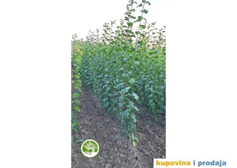 AKCIJSKE CENE! Sadnice Šljive / STARE SORTE - 2/2