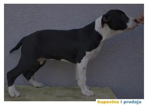 Americki staford stenci - 2/2