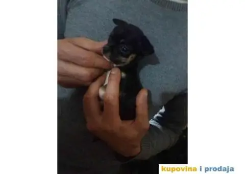 Prodajem prelepog muzjaka civave