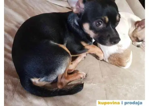 Prodajem prelepog muzjaka civave - 2/2