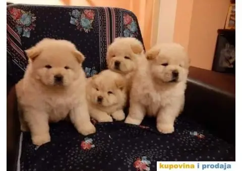 Chow Chow štenci