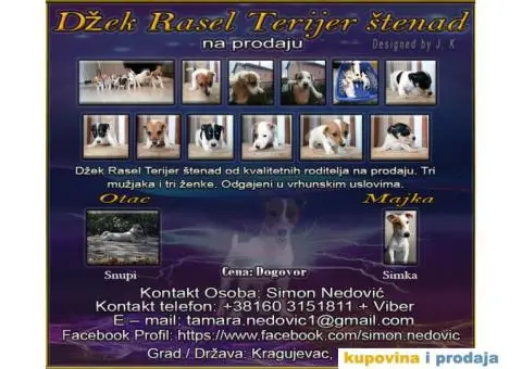 Džek Rasel Terijer - 1/7