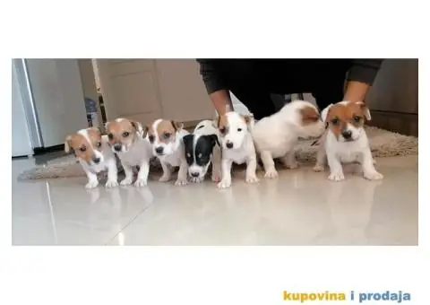 Džek Rasel Terijer - 2/7