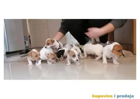 Džek Rasel Terijer - 3/7