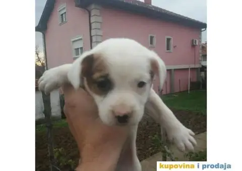 Džek Rasel Terijer - 4/7