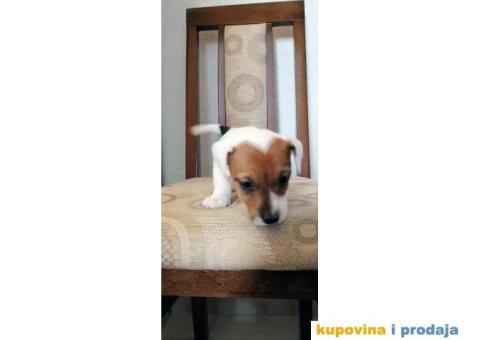 Džek Rasel Terijer - 5/7