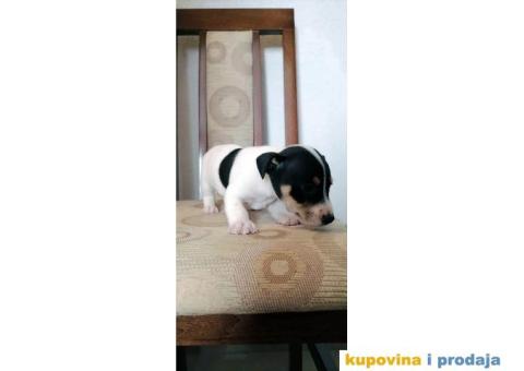 Džek Rasel Terijer - 6/7