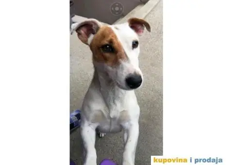 Džek Rasel Terijer - 7/7
