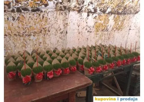 Božićno žito - 2/4