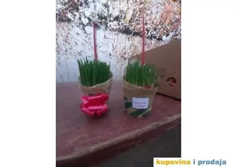 Božićno žito - 3/4