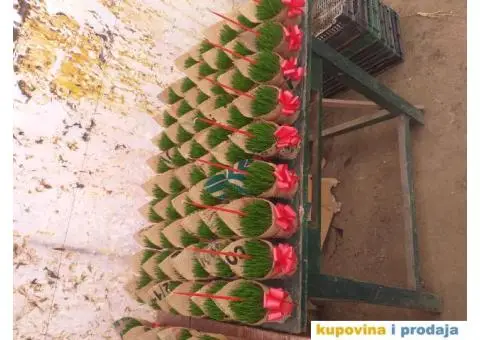 Božićno žito - 4/4