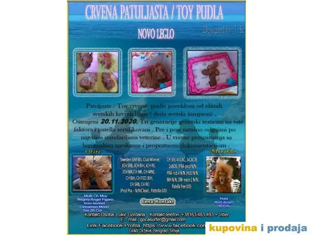 Crvena Patuljasta / Toy Pudla - 1