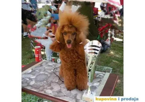 Crvena Patuljasta / Toy Pudla - 4/4