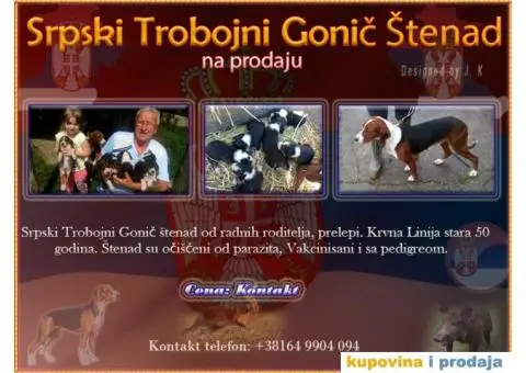 Srpski Trobojni Gonič - 1/4