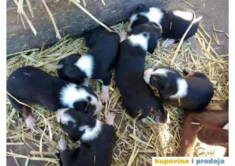 Srpski Trobojni Gonič - 2/4