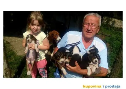 Srpski Trobojni Gonič - 3/4