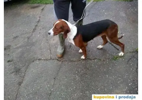 Srpski Trobojni Gonič - 4/4