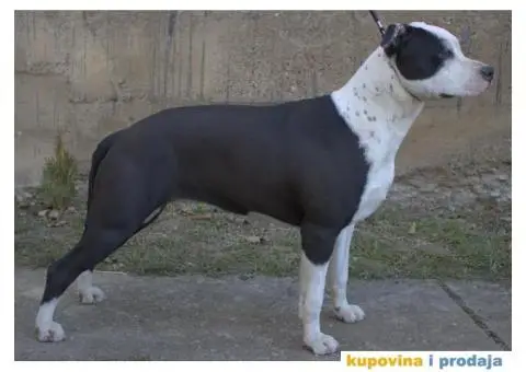 Americki staford ženkica