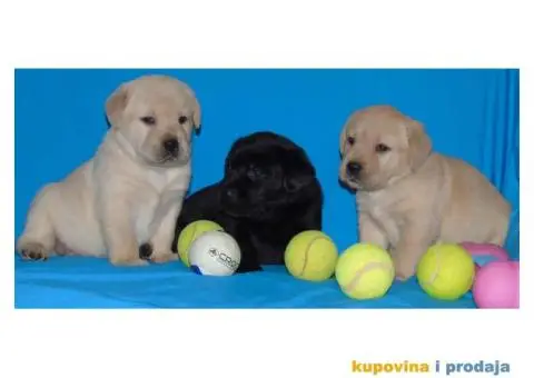 Odgajivacnica Labradora Kingdom of labrador - 1/7