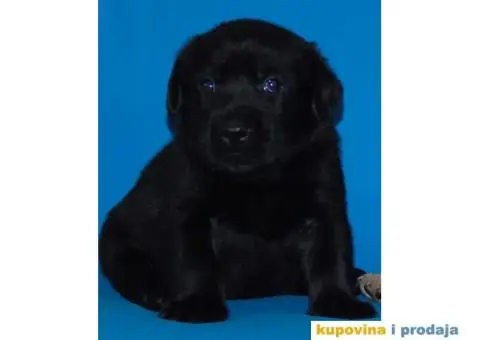 Odgajivacnica Labradora Kingdom of labrador - 3/7