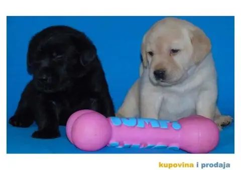 Odgajivacnica Labradora Kingdom of labrador - 4/7