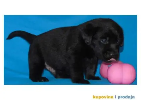 Odgajivacnica Labradora Kingdom of labrador - 5/7