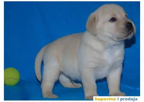 Odgajivacnica Labradora Kingdom of labrador - 6/7