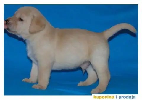 Odgajivacnica Labradora Kingdom of labrador - 7/7