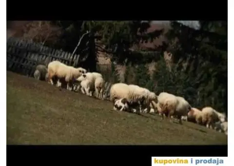 Sjenicke ovce sa jaganjcima