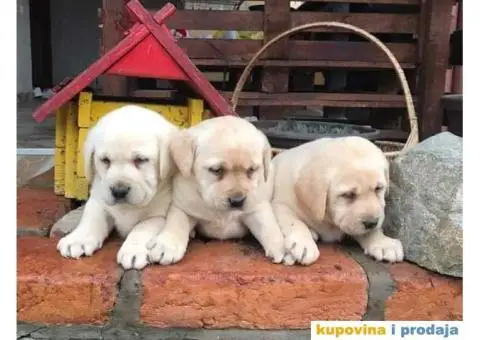 Labrador retriver - 1/4