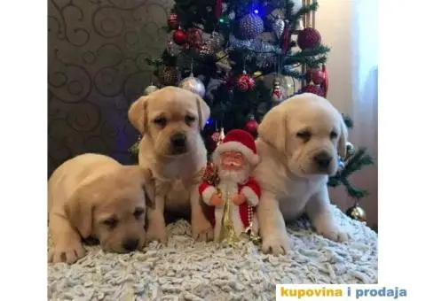 Labrador retriver - 2/4