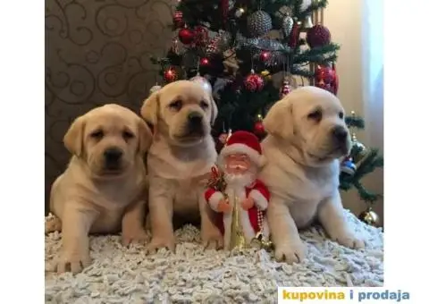 Labrador retriver - 3/4