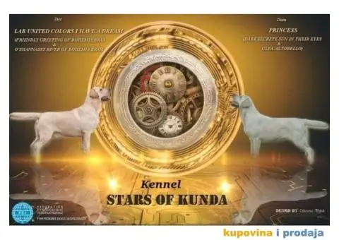 Labrador retriver - 4/4