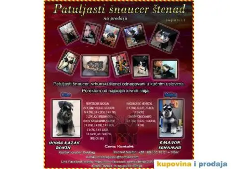 Patuljasti Šnaucer - 1/6