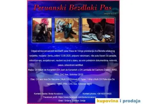 Peruanski Bezdlaki Pas - 1/4