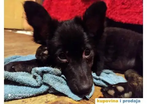 Peruanski Bezdlaki Pas - 2/4