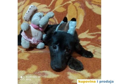 Peruanski Bezdlaki Pas - 3/4