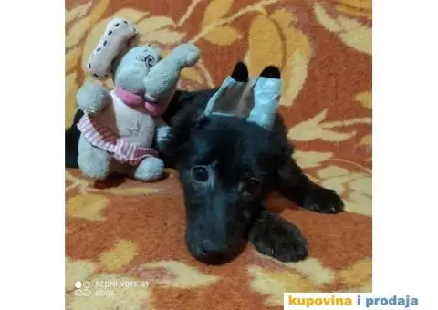 Peruanski Bezdlaki Pas - 3/4