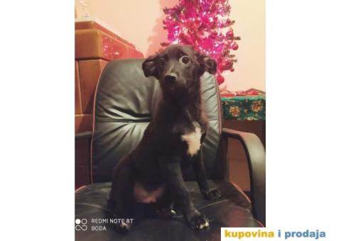 Peruanski Bezdlaki Pas - 4/4