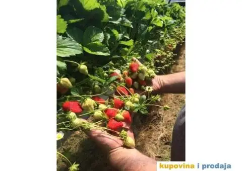 Sadnice najboljih sorti jagoda - 1/7