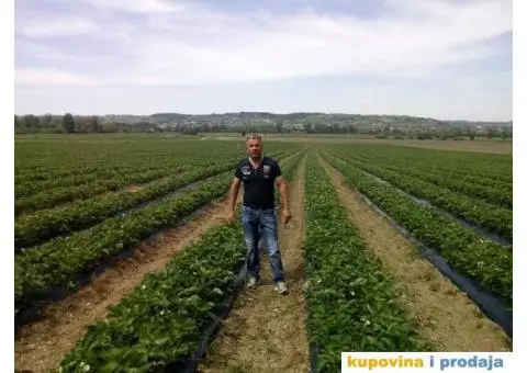 Sadnice najboljih sorti jagoda - 3/7