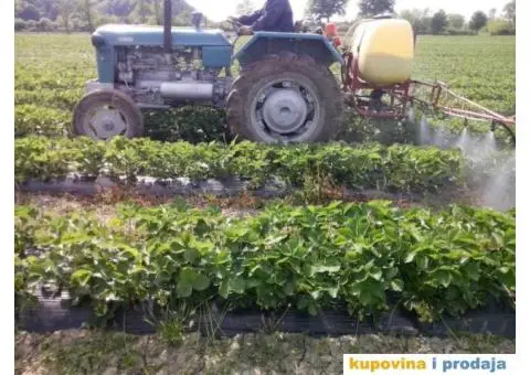 Sadnice najboljih sorti jagoda - 6/7