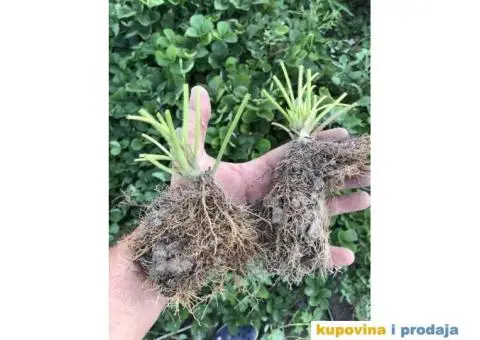 Sadnice najboljih sorti jagoda - 7/7