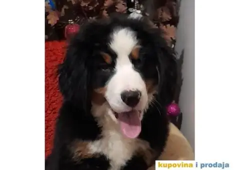 Bernski planinski pas - 1/3