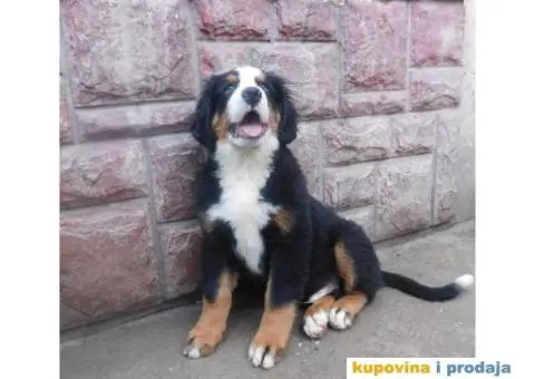 Bernski planinski pas - 2/3