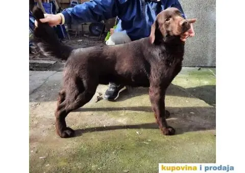 Labrador - 3/5