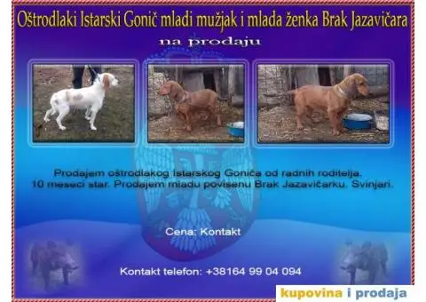 Oštrodlaki Istarski Gonič i Brak Jazavičar - 1/4